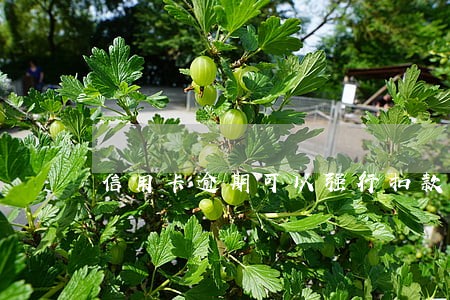 信用卡逾期可以强行扣款吗 信用卡逾期可以强行扣款吗