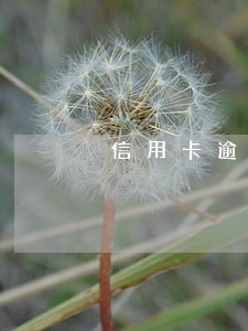信用卡逾期可以当协警吗 信用卡逾期可以当协警吗
