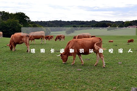 信用卡逾期可以当担保人么