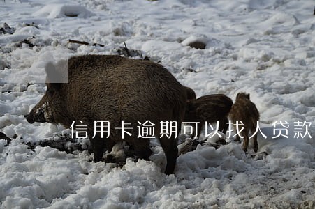 信用卡逾期可以找人贷款吗 信用卡逾期可以找人贷款吗