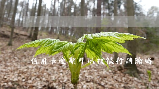 信用卡逾期可以找银行消除吗