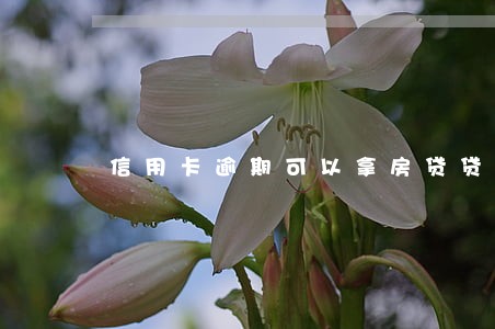 信用卡逾期可以拿房贷贷款吗 信用卡逾期可以拿房贷贷款吗
