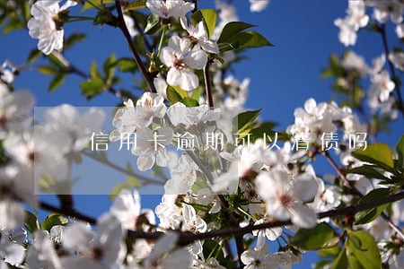 信用卡逾期可以清债吗 信用卡逾期可以清债吗