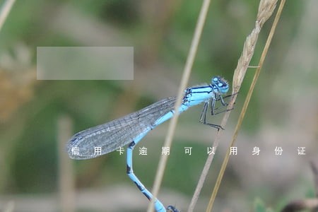 信用卡逾期可以用身份证坐车吗 信用卡逾期可以用身份证坐车吗