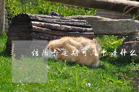 信用卡逾期可以申请什么 信用卡逾期可以申请什么