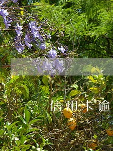 信用卡逾期可以申请分期还款 信用卡逾期可以申请分期还款