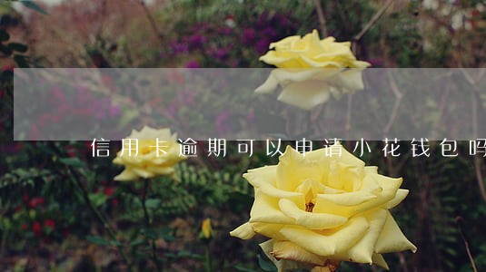 信用卡逾期可以申请小花钱包吗 信用卡逾期可以申请小花钱包吗