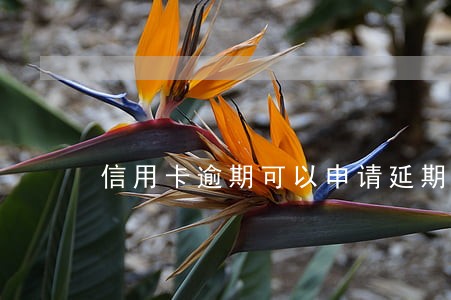 信用卡逾期可以申请延期还款么 信用卡逾期可以申请延期还款么