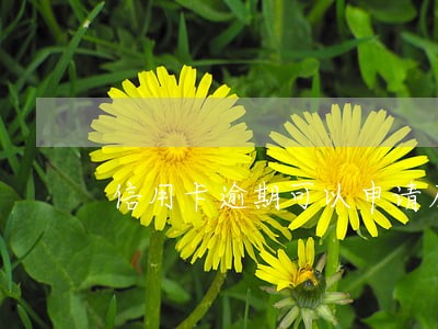 信用卡逾期可以申请房贷么 信用卡逾期可以申请房贷么