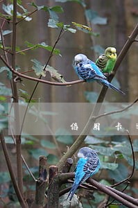 信用卡逾期可以终止利息 信用卡逾期可以终止利息