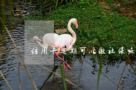 信用卡逾期可以缴社保嘛 信用卡逾期可以缴社保嘛