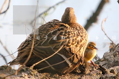 信用卡逾期可以考事业编制吗 信用卡逾期可以考事业编制吗