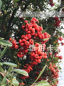 信用卡逾期可以考二建吗