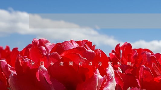 信用卡逾期可以考驾校吗 信用卡逾期可以考驾校吗