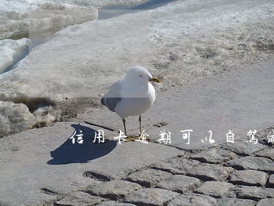 信用卡逾期可以自驾游 信用卡逾期可以自驾游