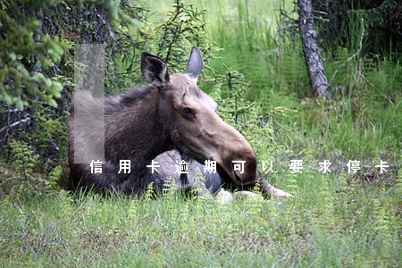 信用卡逾期可以要求停卡慢慢还