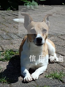 信用卡逾期可以让办理车贷吗