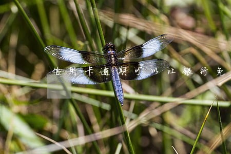 信用卡逾期可以让银行免息吗 信用卡逾期可以让银行免息吗