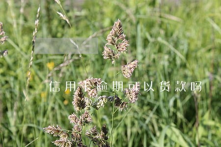 信用卡逾期可以货款吗