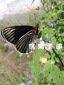 信用卡逾期可以超几天
