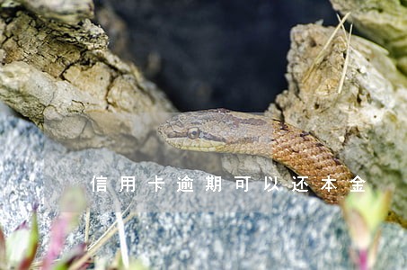 信用卡逾期可以还本金 信用卡逾期可以还本金