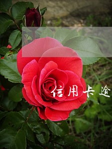 信用卡逾期可以进公司上班吗 信用卡逾期可以进公司上班吗