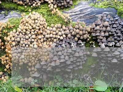 信用卡逾期可以进行分期