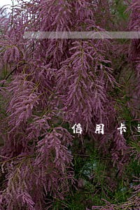 信用卡逾期可减免至本金还款吗 信用卡逾期可减免至本金还款吗