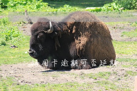 信用卡逾期可否延期