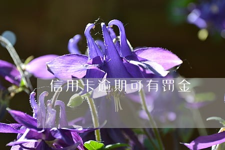 信用卡逾期可有罚金