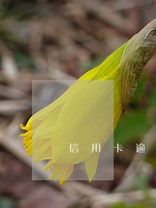 信用卡逾期可能取消 信用卡逾期可能取消