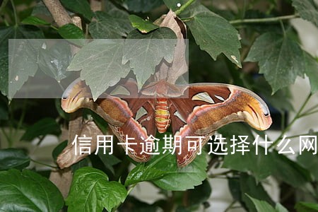 信用卡逾期可选择什么网贷 信用卡逾期可选择什么网贷