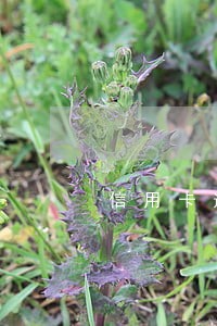 信用卡逾期司法程序怎么写
