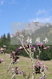 信用卡逾期司法通告短信