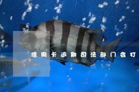 信用卡逾期司法部门会打电话吗 信用卡逾期司法部门会打电话吗