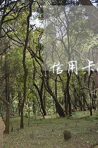 信用卡逾期合计5万 信用卡逾期合计5万