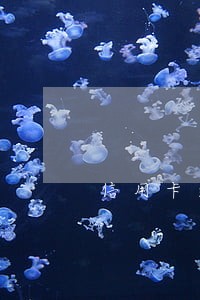 信用卡逾期同行的储蓄卡会扣款吗 信用卡逾期同行的储蓄卡会扣款吗