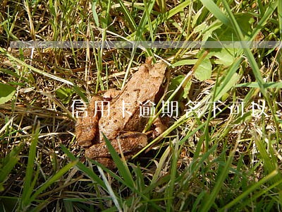 信用卡逾期名下可以二手车上户吗 信用卡逾期名下可以二手车上户吗