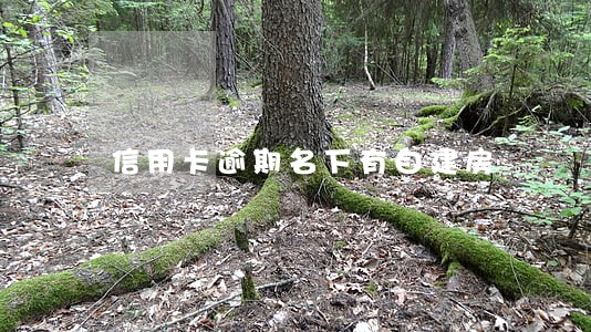 信用卡逾期名下有自建房 信用卡逾期名下有自建房