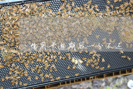 信用卡逾期后一分不还 信用卡逾期后一分不还