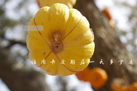 信用卡逾期后一天多少违约金 信用卡逾期后一天多少违约金