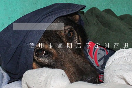 信用卡逾期后不定时存进去 信用卡逾期后不定时存进去