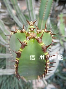 信用卡逾期后不注销 信用卡逾期后不注销