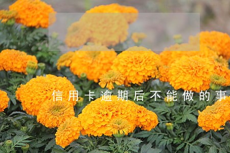 信用卡逾期后不能做的事情