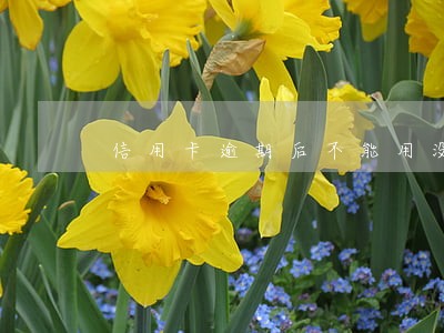 信用卡逾期后不能用没销户