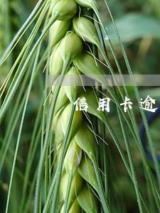 信用卡逾期后不能网上申请 信用卡逾期后不能网上申请