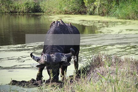 信用卡逾期后不要盲目还款 信用卡逾期后不要盲目还款