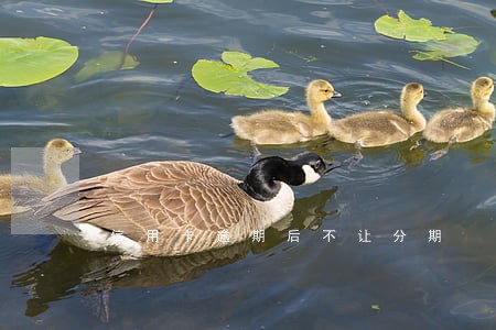 信用卡逾期后不让分期 信用卡逾期后不让分期