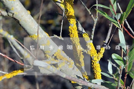 信用卡逾期后与谁协商还款 信用卡逾期后与谁协商还款