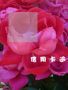 信用卡逾期后个性还款协议 信用卡逾期后个性还款协议
